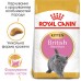 Корм для кошенят ROYAL CANIN KITTEN BRITISH SHORTHAIR 10.0 кг