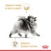 Сухий корм для дорослих собак породи Померанський шпіц  ROYAL CANIN POMERANIAN ADULT 0.5 кг