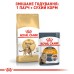 Корм для дорослих котів породи Бенгальська ROYAL CANIN BENGAL ADULT 2.0 кг