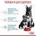 Корм для новонароджених цуценят великих порід собак ROYAL CANIN MAXI STARTER 4.0 кг