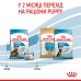 Корм для новонароджених цуценят великих порід собак ROYAL CANIN MAXI STARTER 4.0 кг
