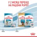 Корм для новонароджених собак ROYAL CANIN MINI STARTER 8 кг