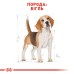 Корм для дорослих собак породи Бігль ROYAL CANIN BEAGLE ADULT 3 кг